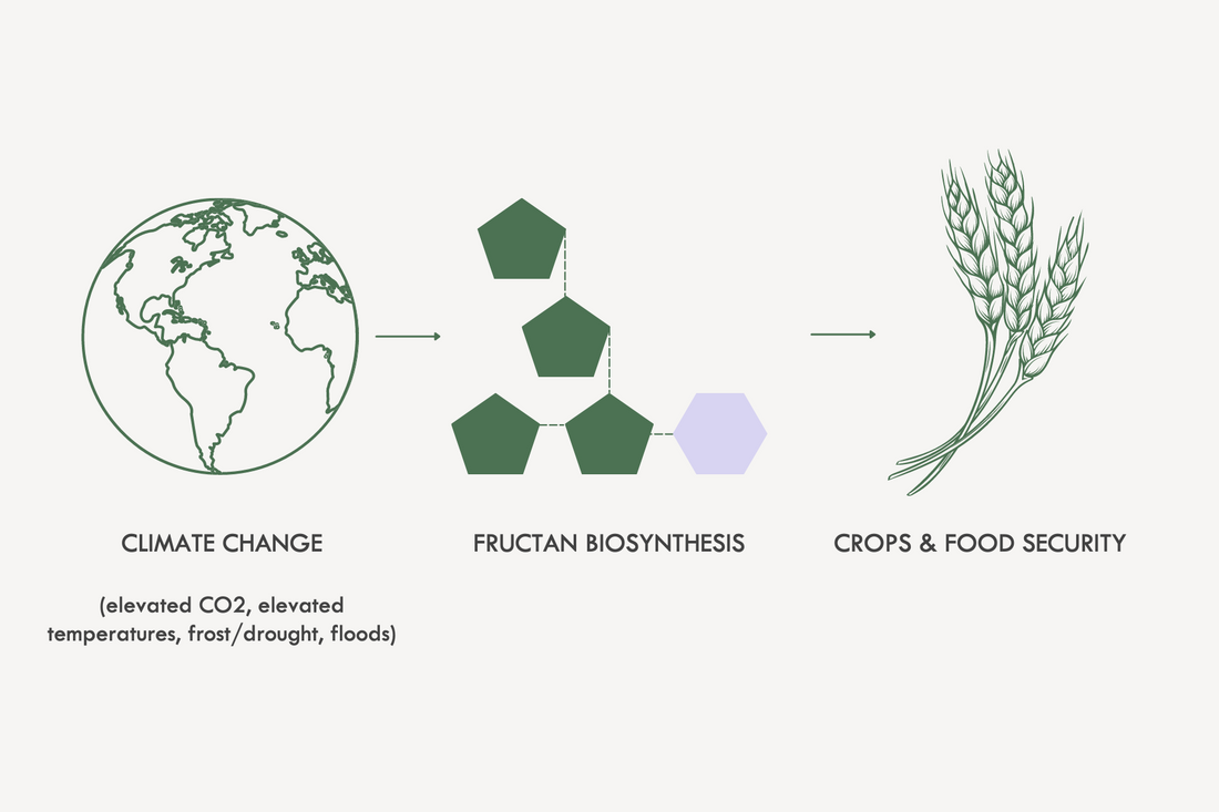 How might climate change impact fructan composition of food crops?