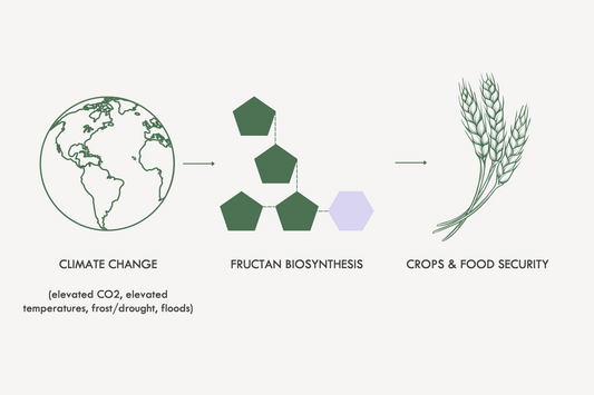 How might climate change impact fructan composition of food crops?